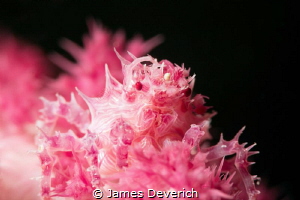 Soft Coral Crab, always fascinated by the segmented eyes ... by James Deverich 